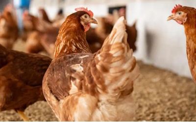 Ein Jahr nach Start: top agrar Geflügel-Newsletter >5.000 Empfänger